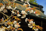 高野山 熊谷寺の桜