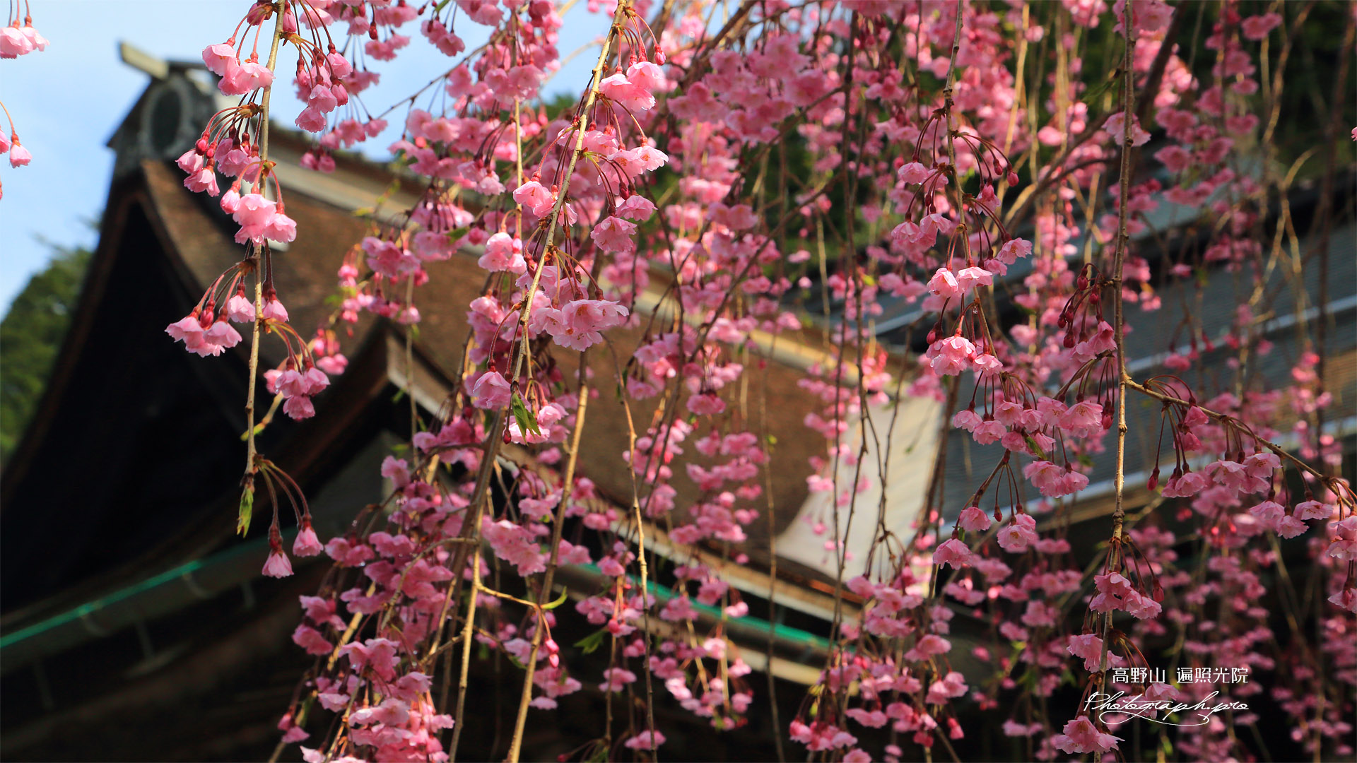高野山 遍照光院の桜