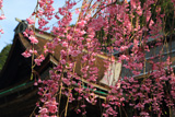 高野山 遍照光院の桜