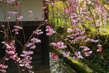 高野山 三宝院の桜