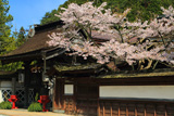 高野山 大円院の桜