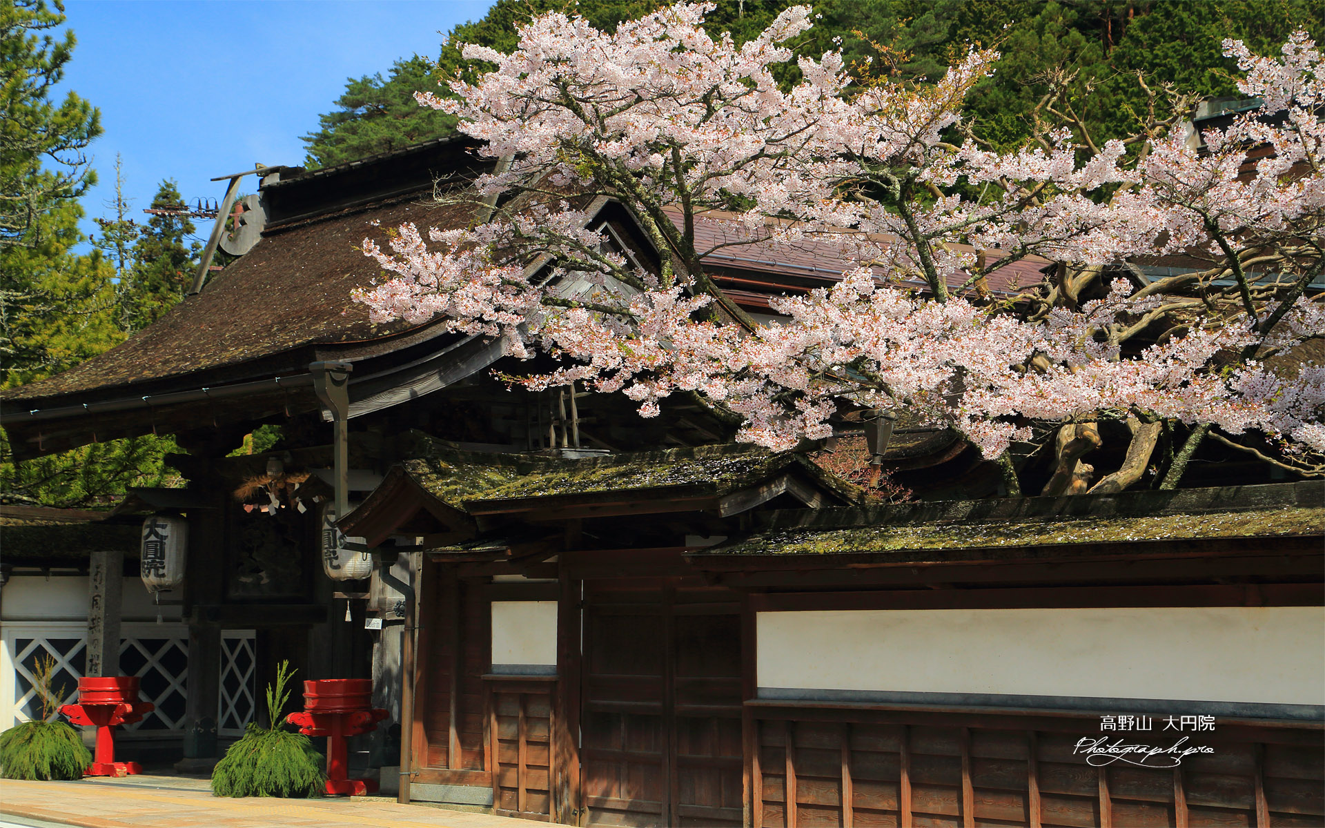 高野山 大円院の桜