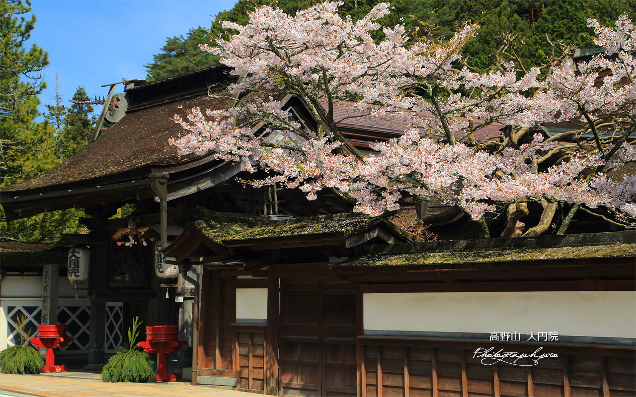 高野山 大円院の桜 壁紙