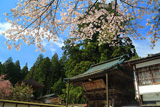 高野山 金剛三昧院の桜