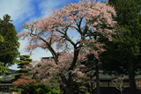 高野山 高室院の桜