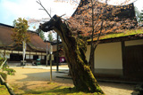 金剛峯寺の山桜