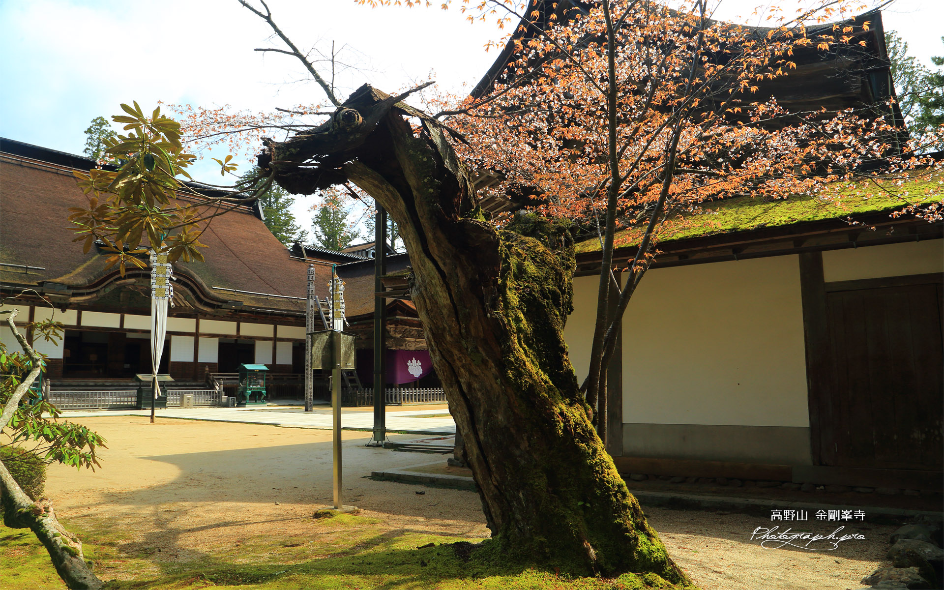金剛峯寺の山桜