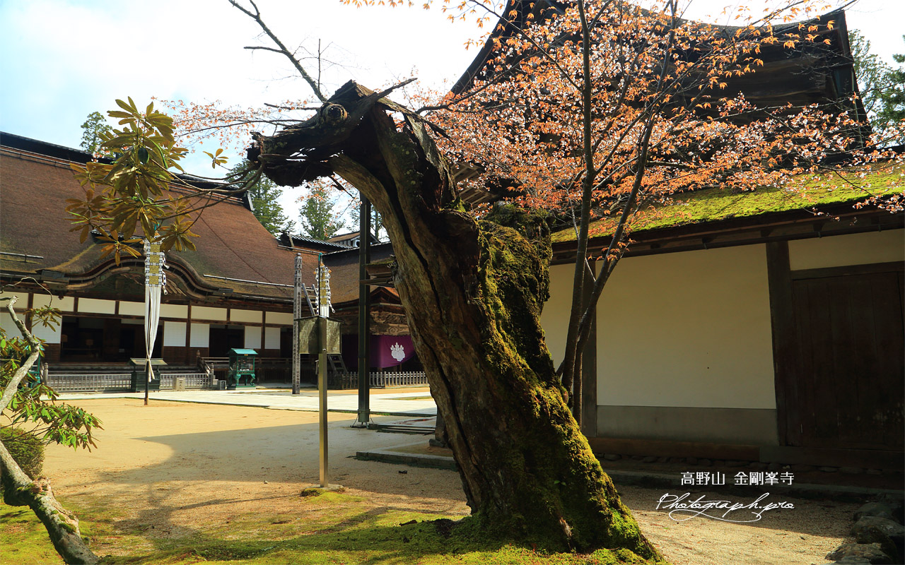 金剛峯寺の山桜 壁紙