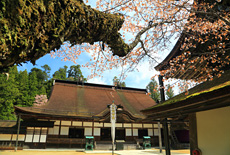 金剛峯寺の桜