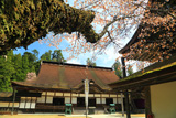 金剛峯寺の桜