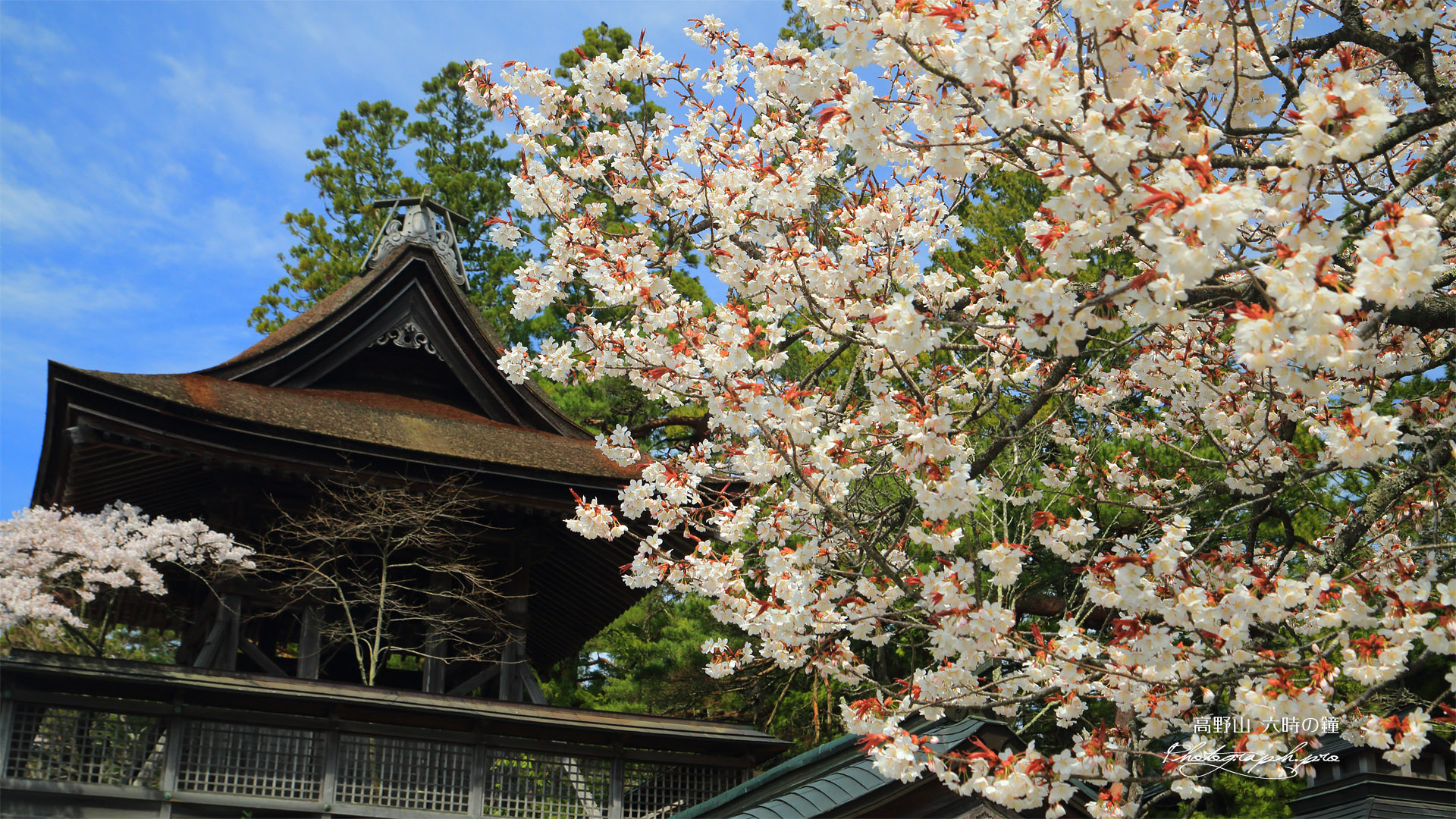 金剛峯寺 六時の鐘の桜