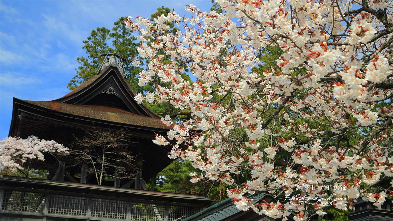 金剛峯寺 六時の鐘の桜 壁紙