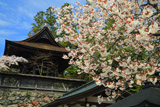 金剛峯寺 六時の鐘の桜