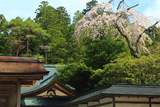 金剛峯寺のしだれ桜