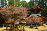 三昧堂の西行桜
