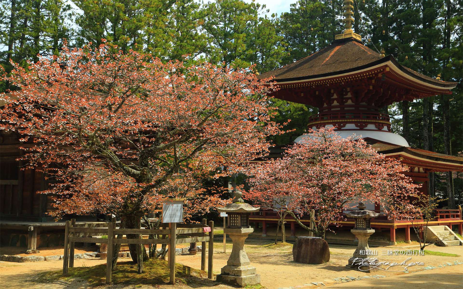 三昧堂の西行桜