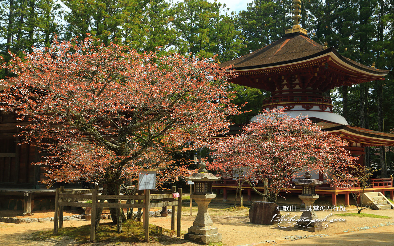 三昧堂の西行桜 壁紙