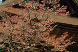 三昧堂の西行桜