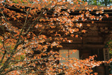 三昧堂の西行桜