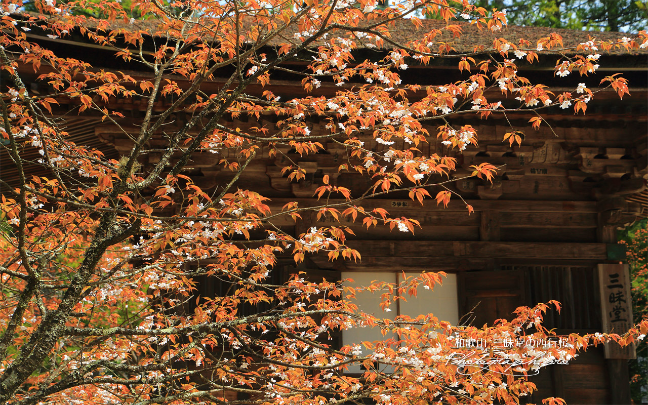 三昧堂の西行桜 壁紙