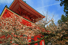 大塔の対面桜