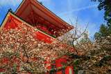 大塔の対面桜
