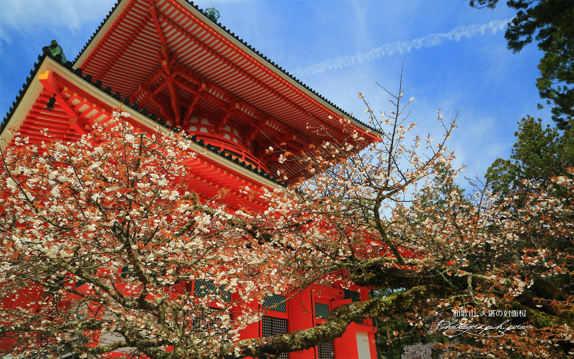 大塔の対面桜