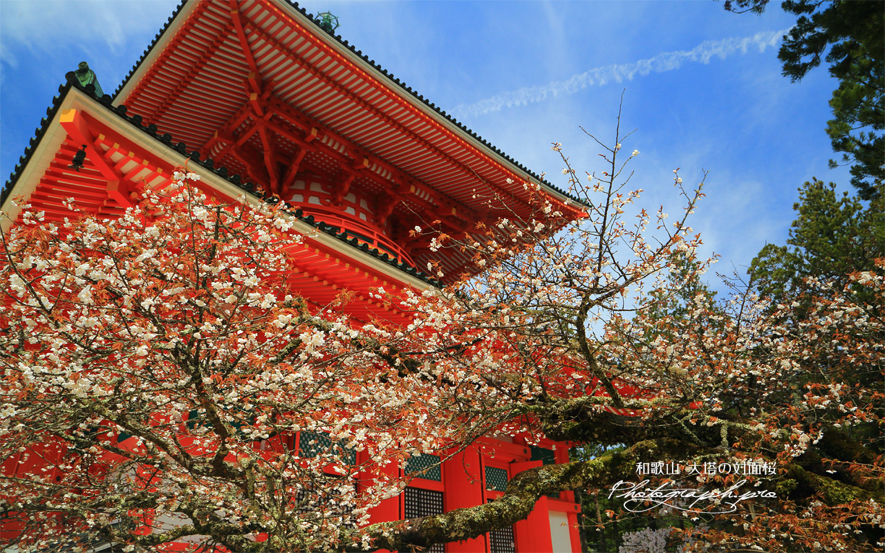 大塔の対面桜 壁紙