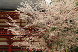 大塔の対面桜