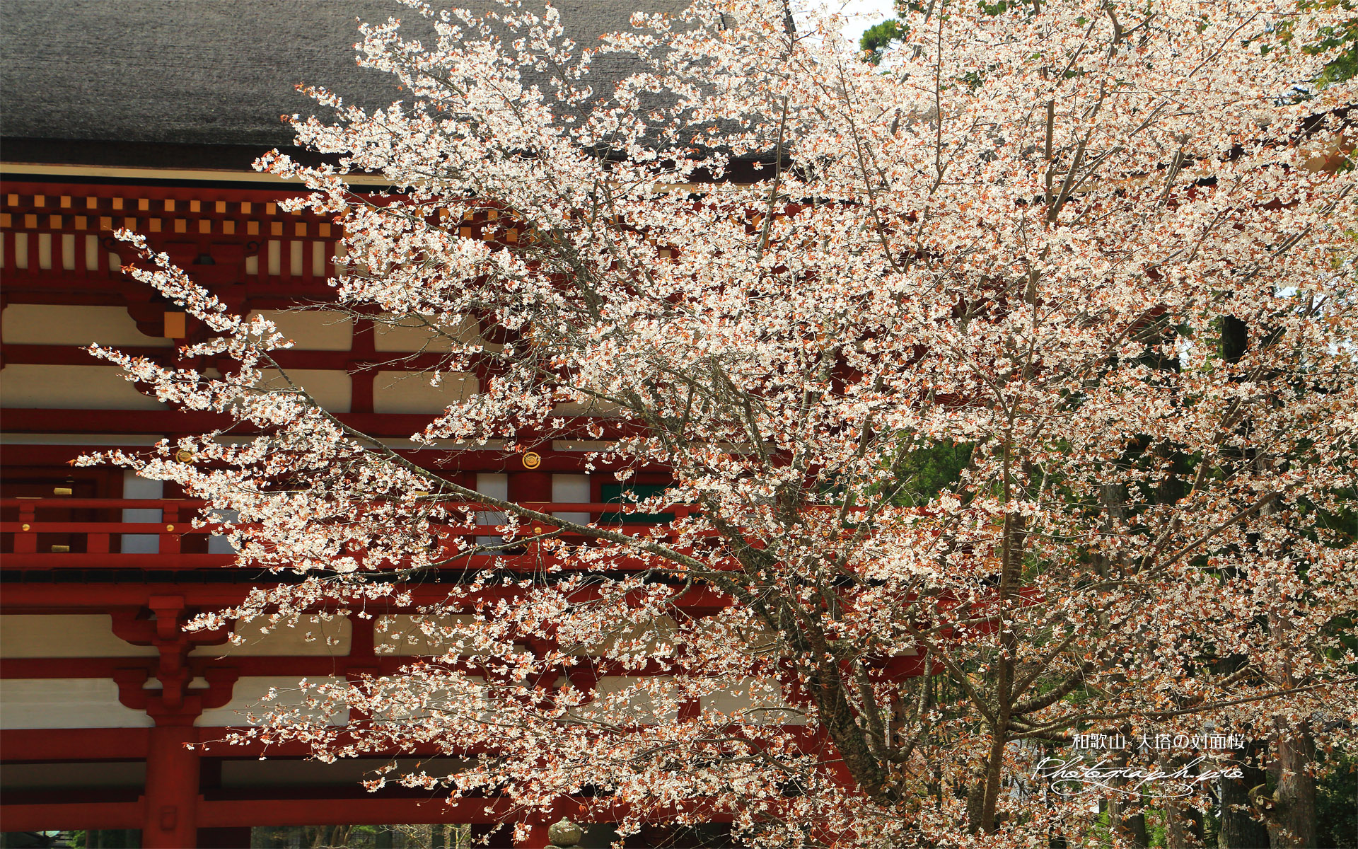 大塔の対面桜