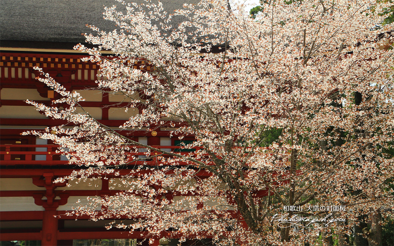 大塔の対面桜 壁紙