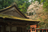 高野山 山王院の山桜