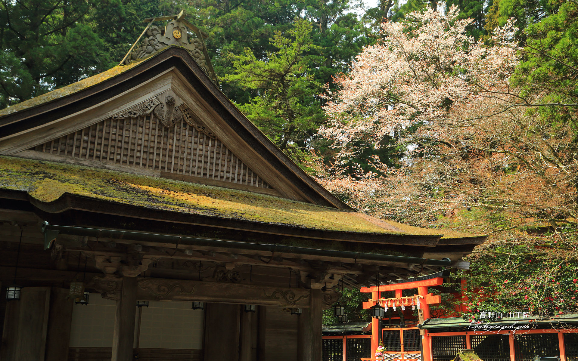 高野山 御社の山桜