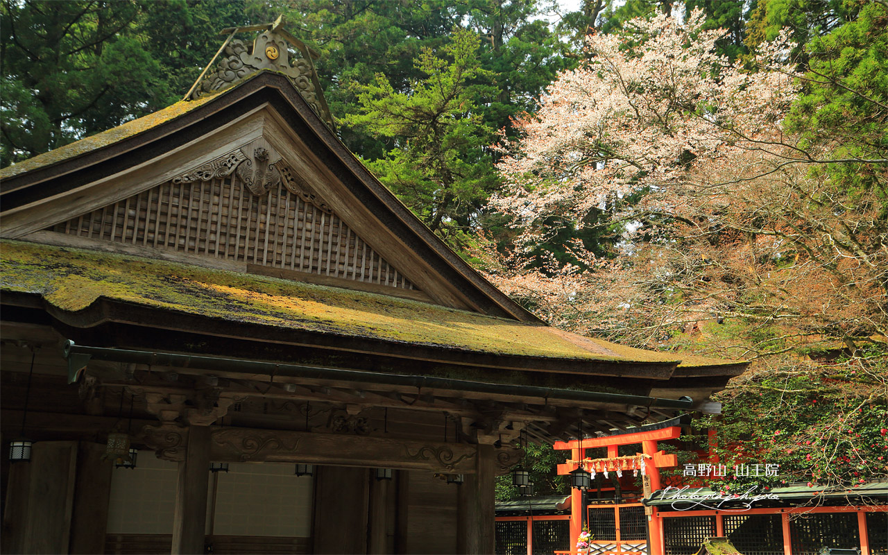 高野山 御社の山桜 壁紙