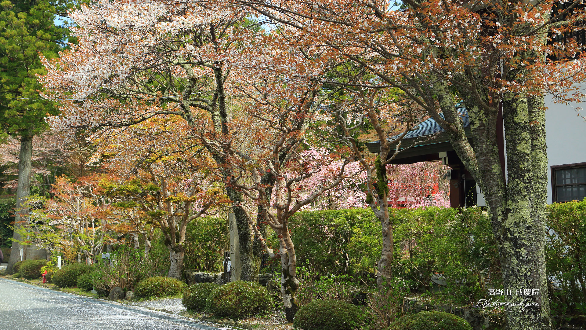 高野山 成慶院の桜