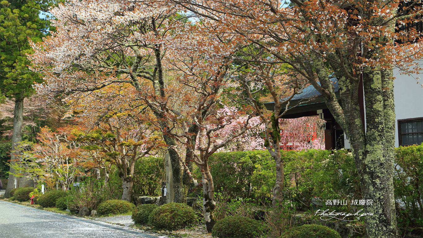 高野山 成慶院の桜 壁紙