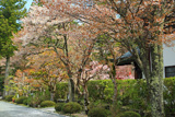 高野山 成慶院の桜