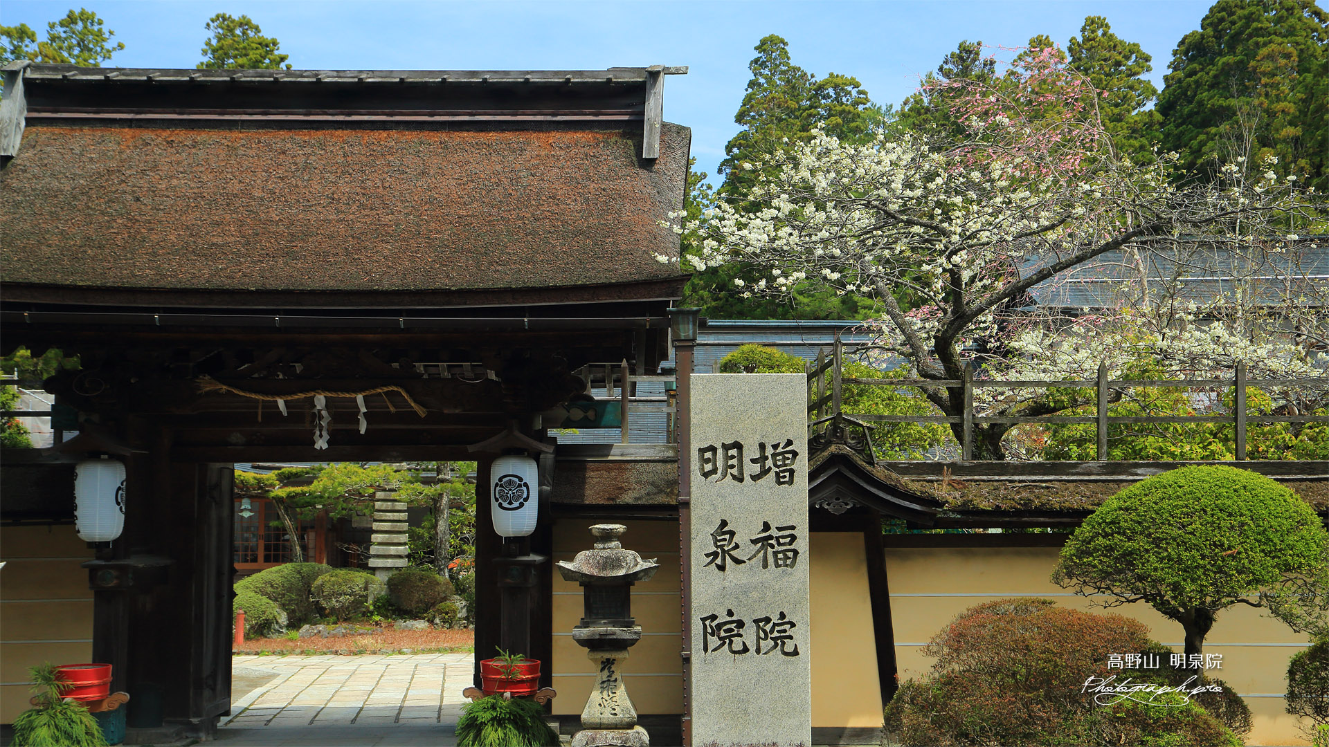 高野山 明泉院の桜