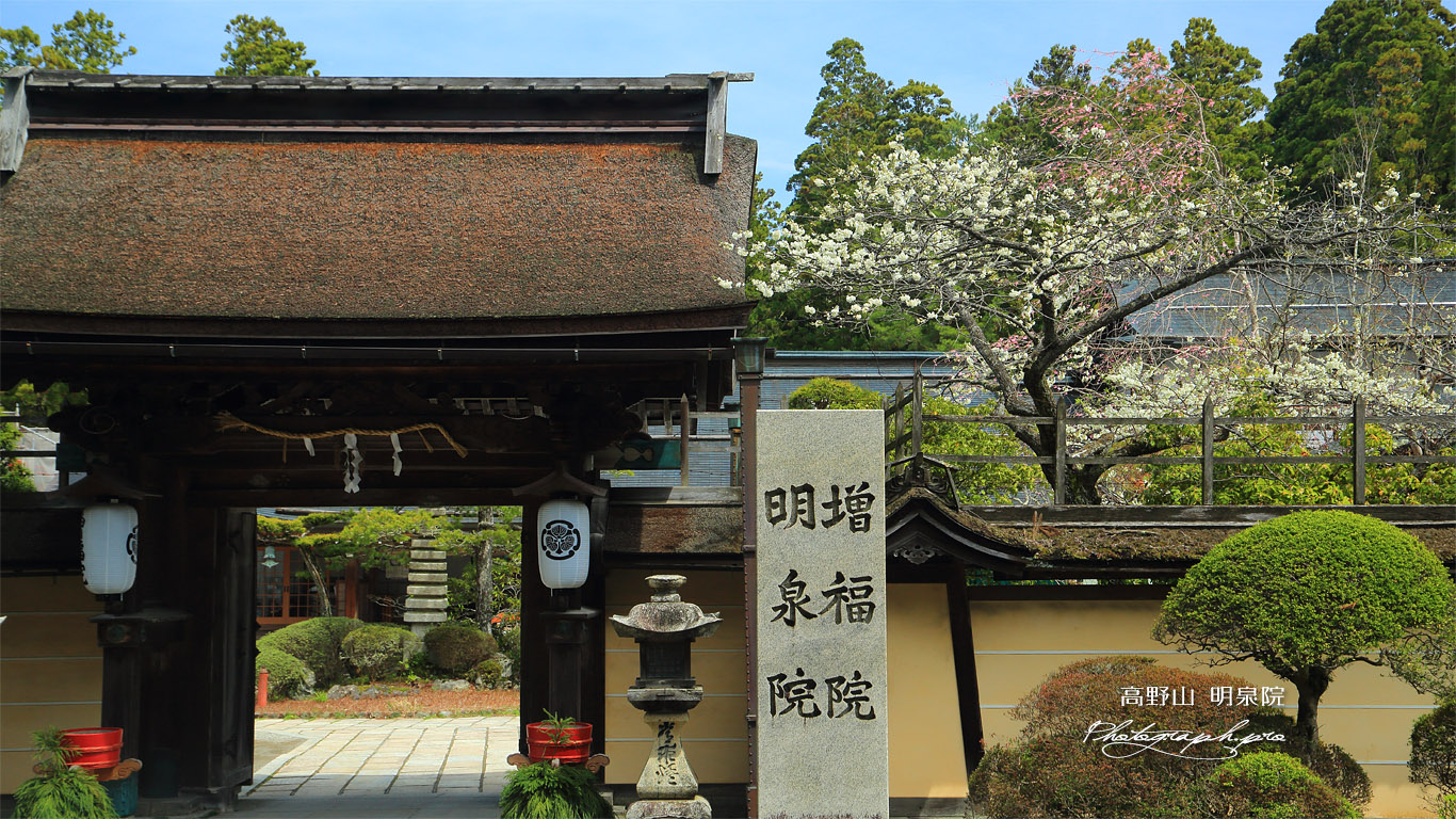高野山 明泉院の桜 壁紙