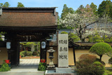 高野山 明泉院の桜