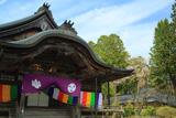 高野山大師教会と山桜