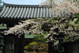 高野山 福智院の桜