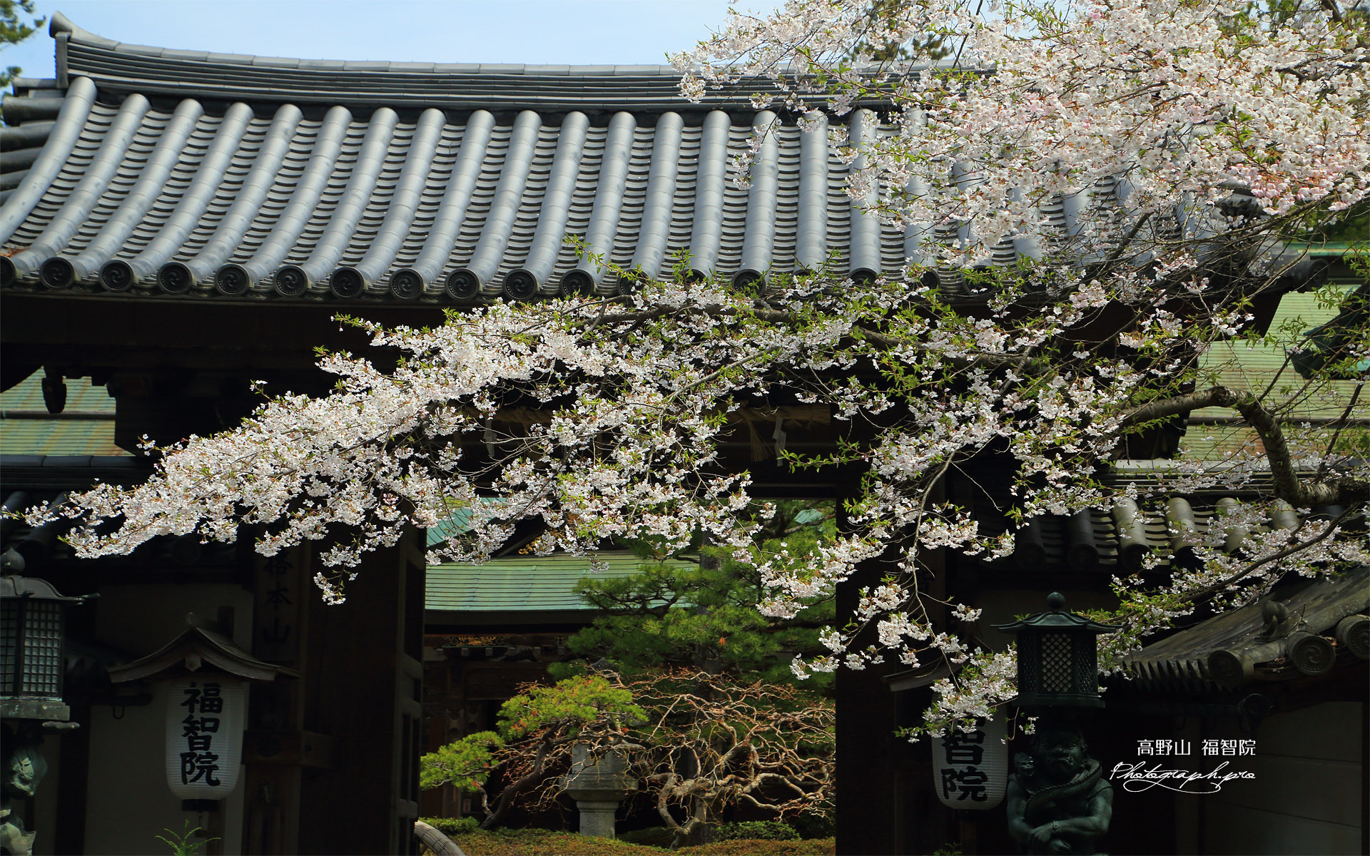 高野山 福智院の桜