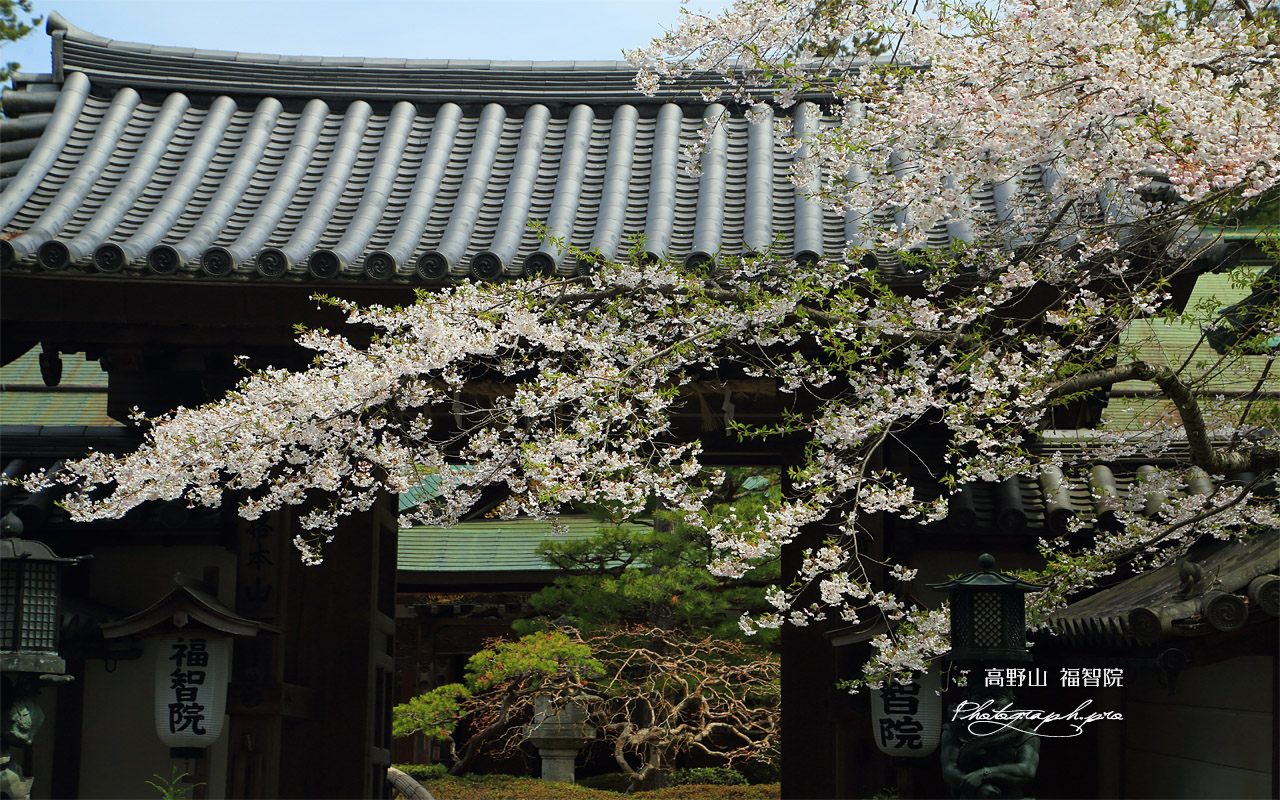 高野山 福智院の桜 壁紙