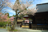 高野山 南院の桜