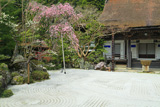 高野山 蓮華定院の桜