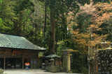 高野山 女人堂の山桜