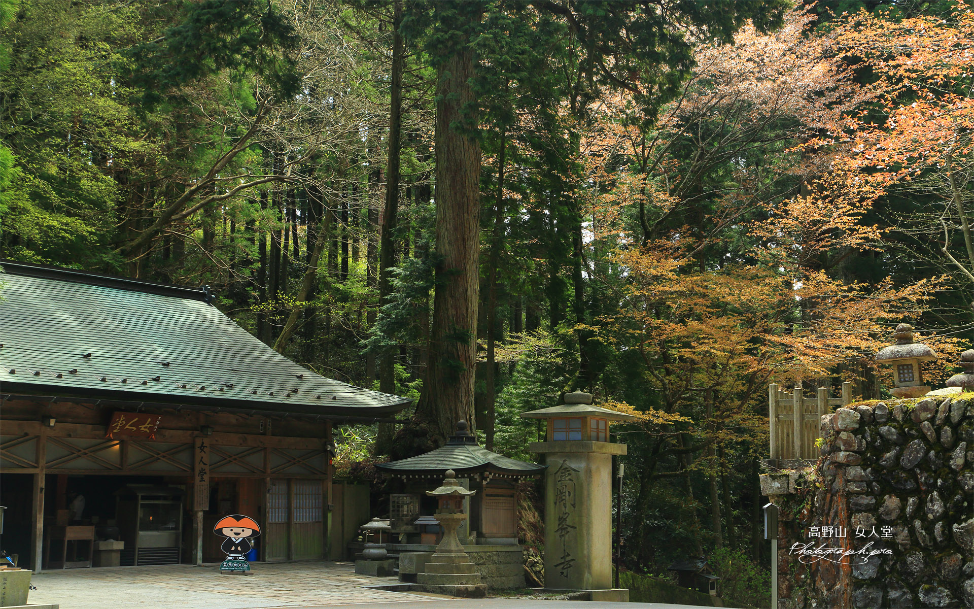 高野山 女人堂の山桜
