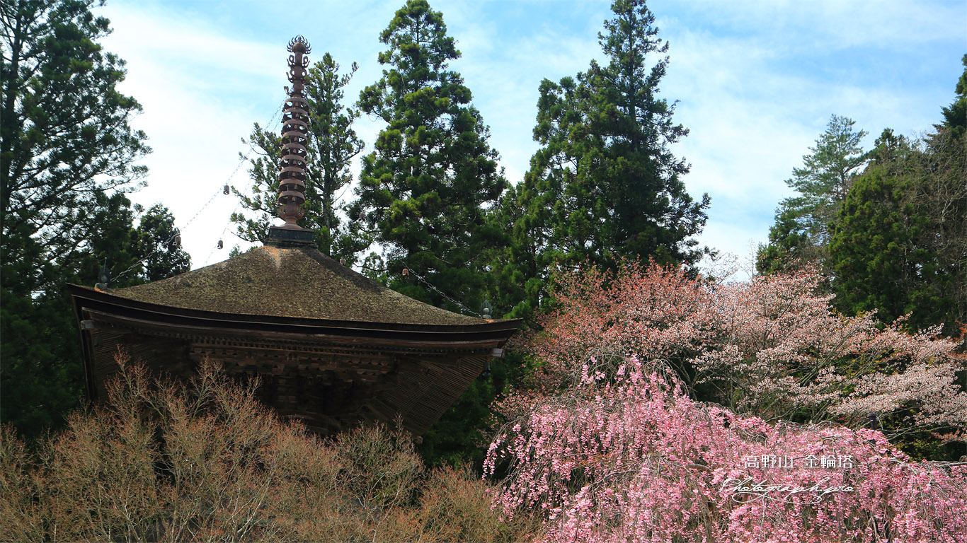 高野山 紅枝垂桜と金輪塔 壁紙