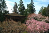 高野山 紅枝垂桜と金輪塔